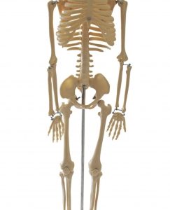 Esqueleto 85cm