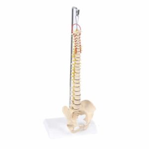 Coluna vertebral flexivel